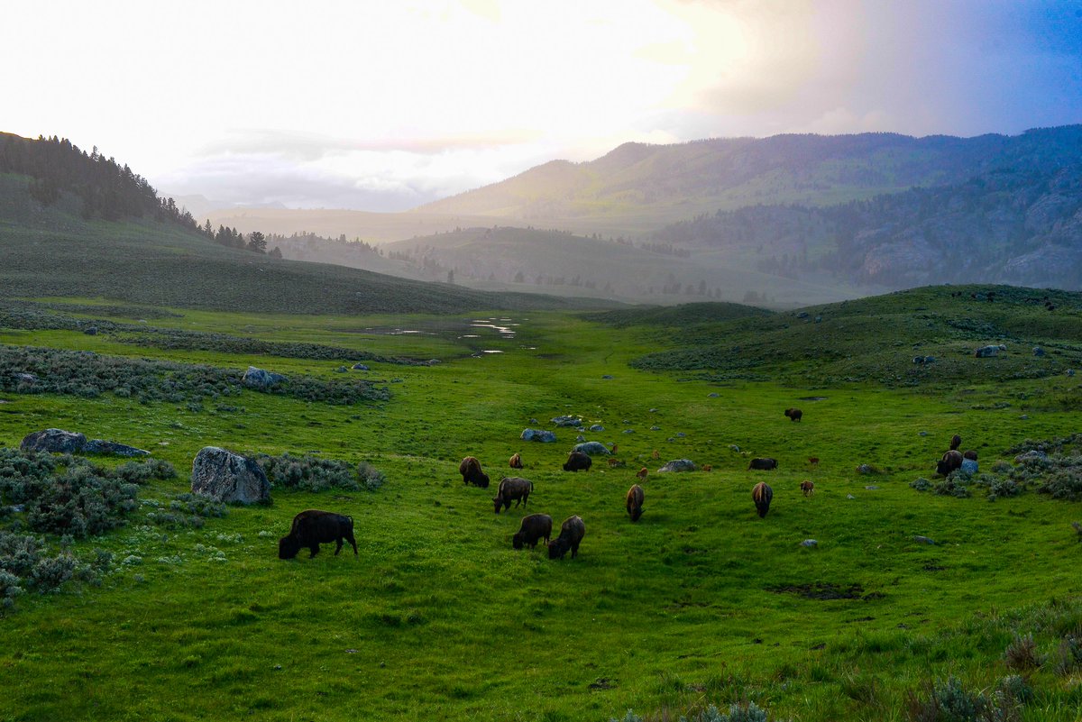 workingitoutnow's tweet photo. Beauty and wildlife everywhere this weekend @YellowstoneNPS. #Bison grazing at #sunset in #LamarValley.  

#photography #weather #clouds #yellowstone #wildlife #nature #adeventure #nationalparks #travel #happywandererscott #wywx #utphoto #2 https://t.co/rj9Uo5AgiS