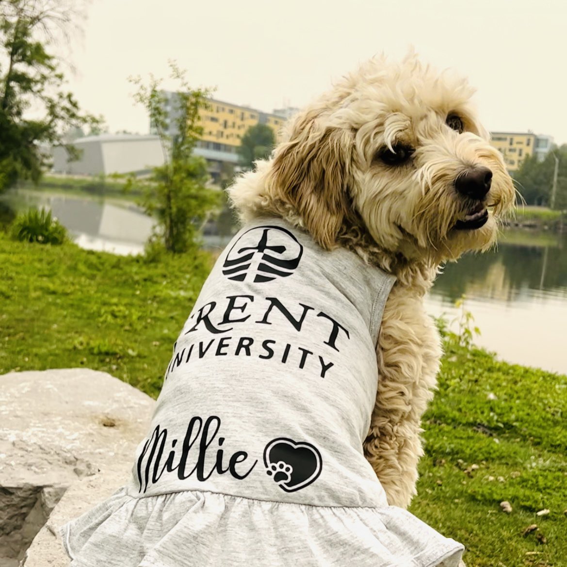 Out for a stroll to scope out convocation setup…  Millie approved 👍 @TrentUniversity