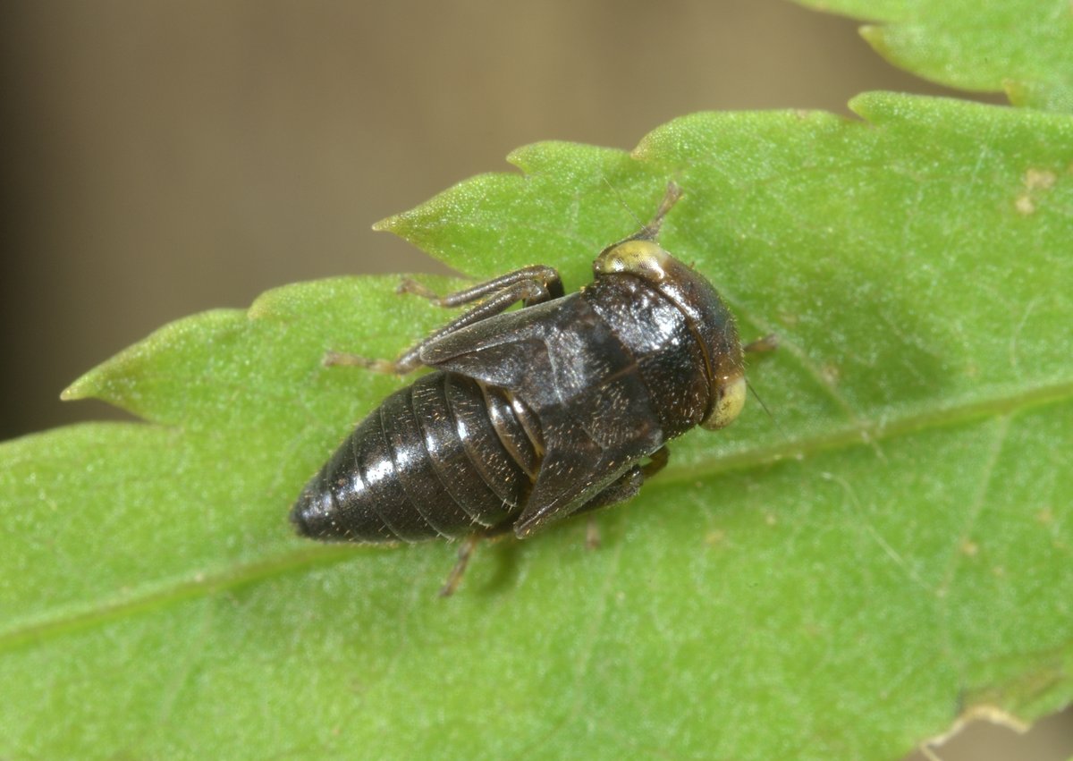 カエデの葉で見られたヨコバイの幼虫。
多分同種。
#Cicadellidae #Hemiptera