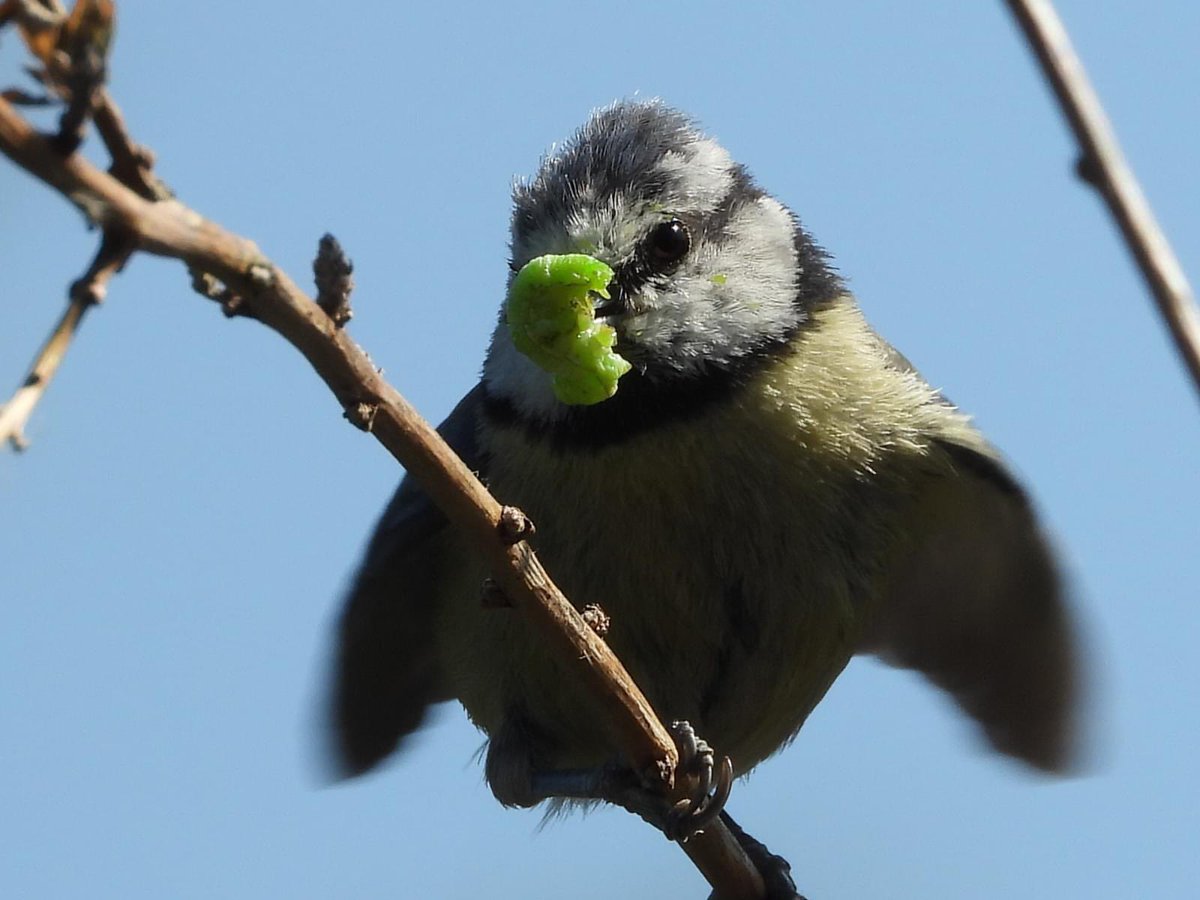 Blue tit pair busy feeding young in the garden #gardenwildlife