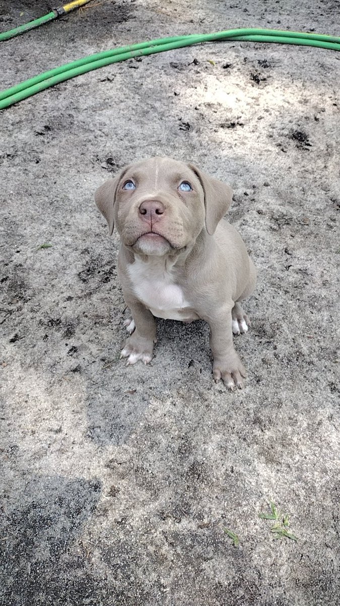 Chucktown250's tweet photo. These two trouble makers(cuties) need a home....pm if interested https://t.co/KlDkNxDz6f