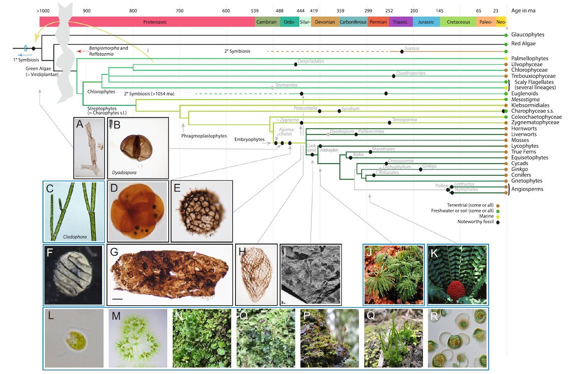 Botanical Society of America tweet media