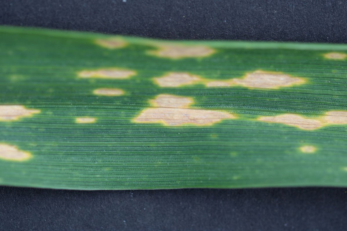 Simon Goodger tweet media