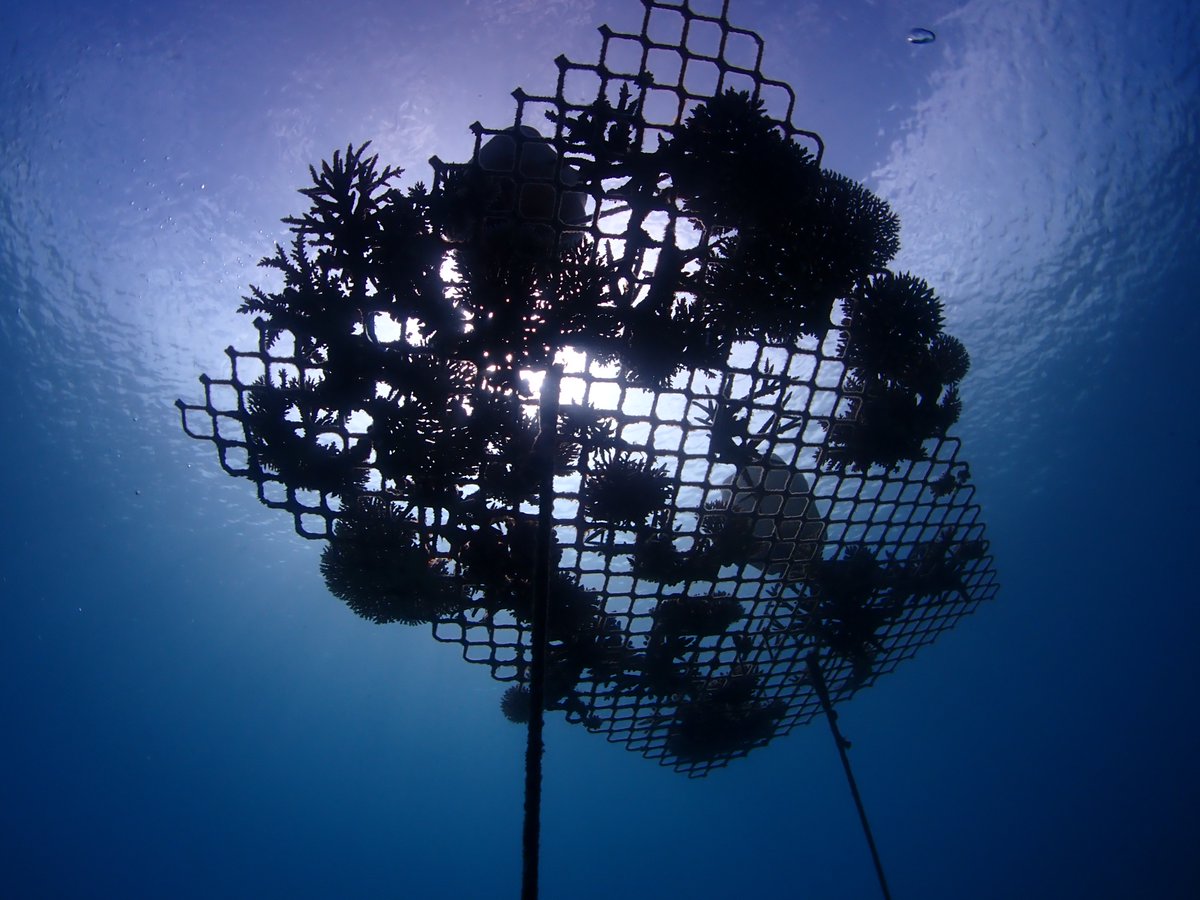 DavidJSuggett's tweet image. Our new perspective is out &quot;An integrative framework for sustainable coral reef restoration&quot; @OneEarth_CP - the need to build #reefrestoration around #sustainedfinancing &amp;amp; #socialecologicalsystems - most constructive reviews ever! 📷 @CoralNurture doi.org/10.1016/j.onee…