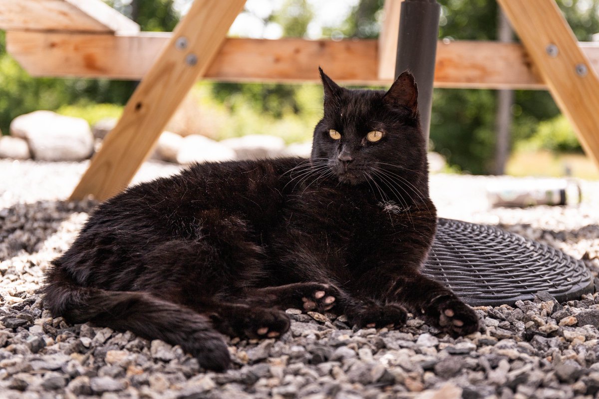 Sunday's are baaaack! We are now open Sundays from 12-4 PM for the summer. Come by!