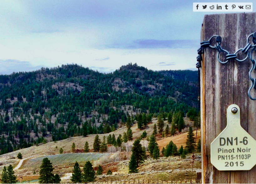 hiredBelly's tweet image. Garnet Valley Ranch, one of the Okanagan's most significant new plantings, spreads its wings.  #bcwine #summerland #bottleneckdrive hiredbelly.com/garnet-valley-…
