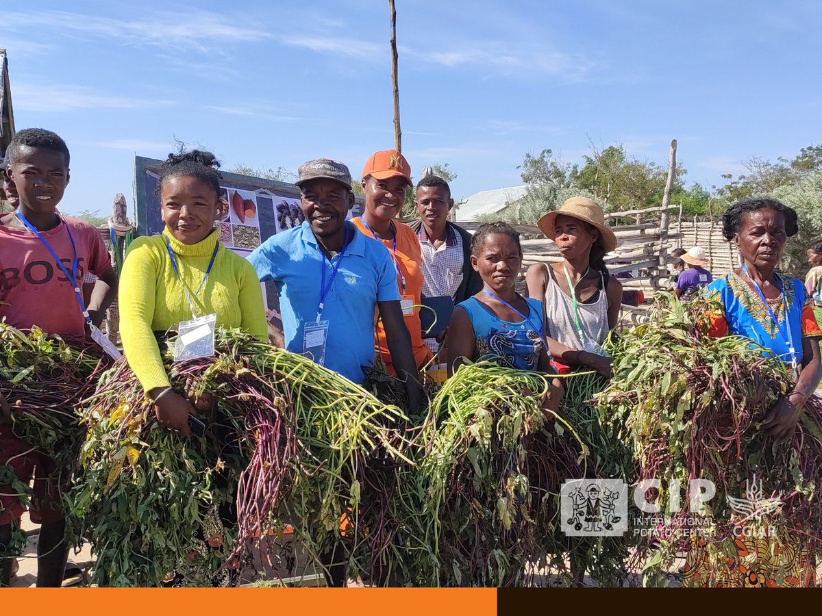 CIP Madagascar (@cip_madagascar) on Twitter photo The local community in the Fokontany of Anja Belitsaka in the Ampanihy district is motivated to cultivate the orange-fleshed sweetpotato.
Last week, 240 beneficiaries received vines and were trained in the method of growing orange-fleshed sweetpotatoes.
#SWRP
<a href="/Cipotato/">International Potato Center</a>
<a href="/CGIAR/">CGIAR</a> The local community in the Fokontany of Anja Belitsaka in the Ampanihy district is motivated to cultivate the orange-fleshed sweetpotato.
Last week, 240 beneficiaries received vines and were trained in the method of growing orange-fleshed sweetpotatoes.
#SWRP
<a href="/Cipotato/">International Potato Center</a>
<a href="/CGIAR/">CGIAR</a>