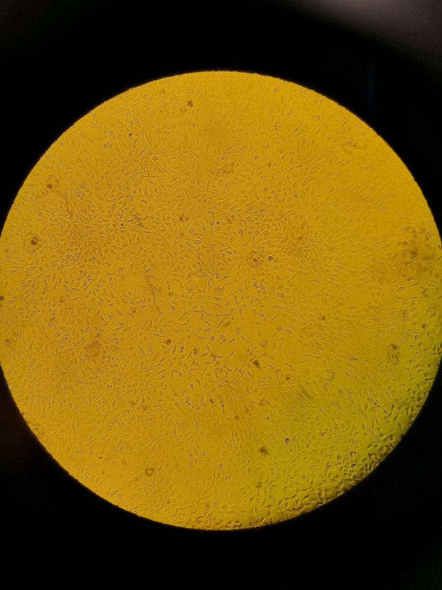 Bruno Luppi tweet media