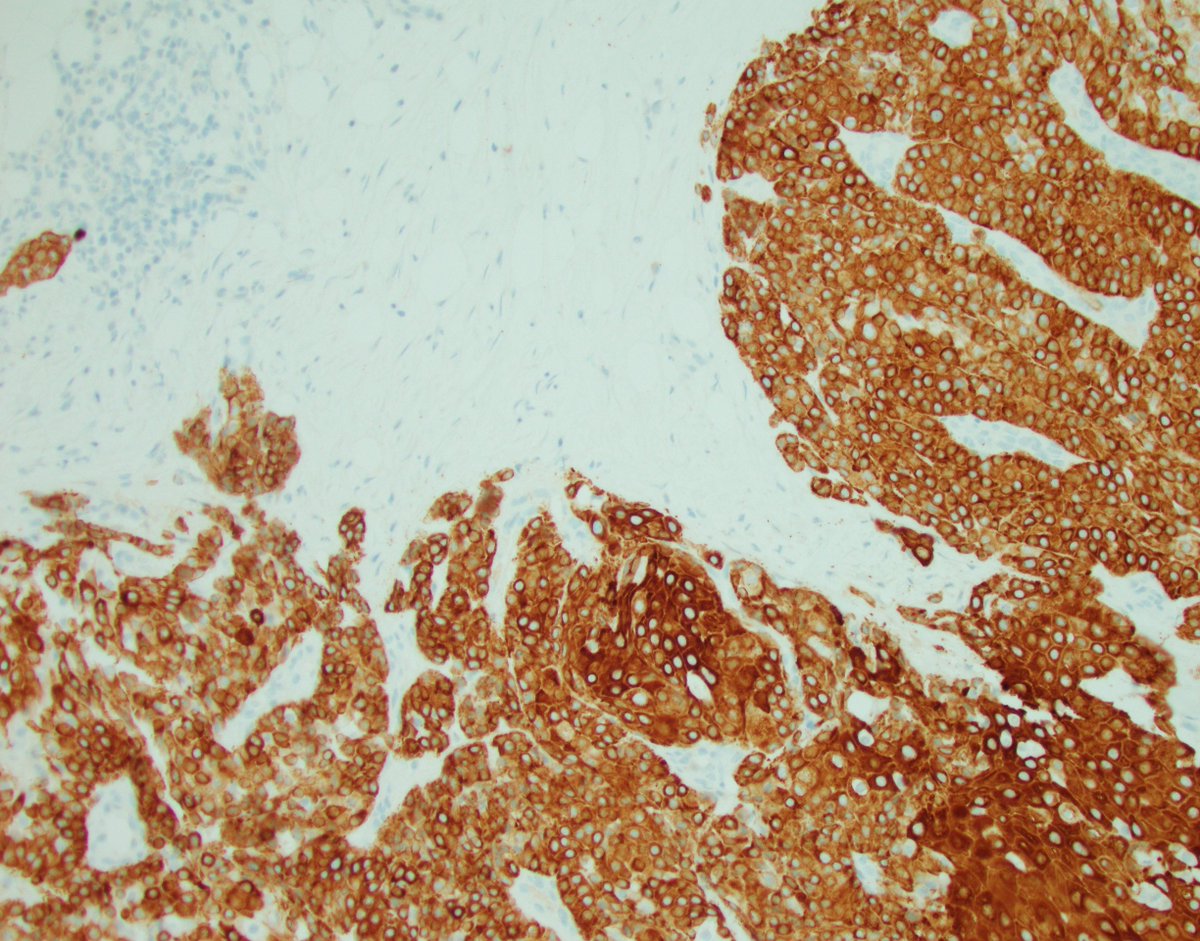 Fouad Boulos tweet media