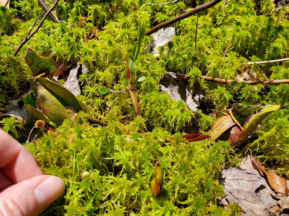 Michael Kausch (@nycmicrobes) on Twitter photo Beckley Bog in northern Connecticut with John Wehr <a href="/LouisCalderCtr/">Louis Calder Center</a> algae class for a fantastic day of collecting. Bonus for very cool pink lady's slipper, sundews, pitcher plants. Beckley Bog in northern Connecticut with John Wehr <a href="/LouisCalderCtr/">Louis Calder Center</a> algae class for a fantastic day of collecting. Bonus for very cool pink lady's slipper, sundews, pitcher plants.