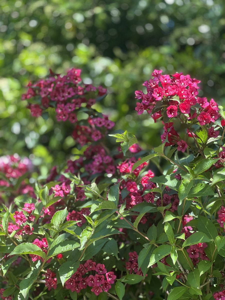 PTCentres's tweet image. It’s a gorgeous day in Harrogate to welcome our new Patients.  It’s also an ideal day for admiring the surroundings and getting your steps in.☀️

#BigStepChallenge