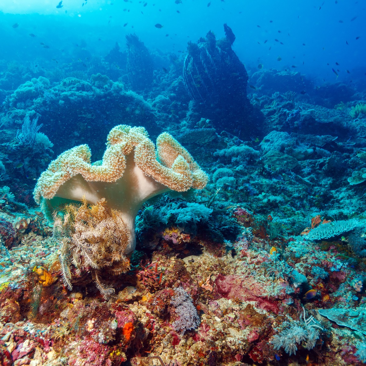 seabed2030's tweet image. 🌊 This #WorldEnvironmentDay, we’re excited about what the future of ocean #conservation holds and the role #seabedmapping can play.

Earlier this year, the landmark #HighSeasTreaty created a legally binding instrument to protect our #ocean. 🧵 1/2