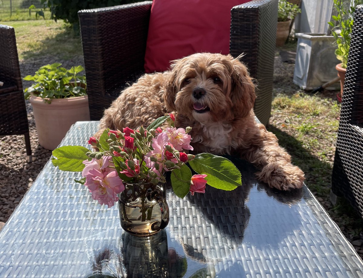 Enjoying the sun 🦴