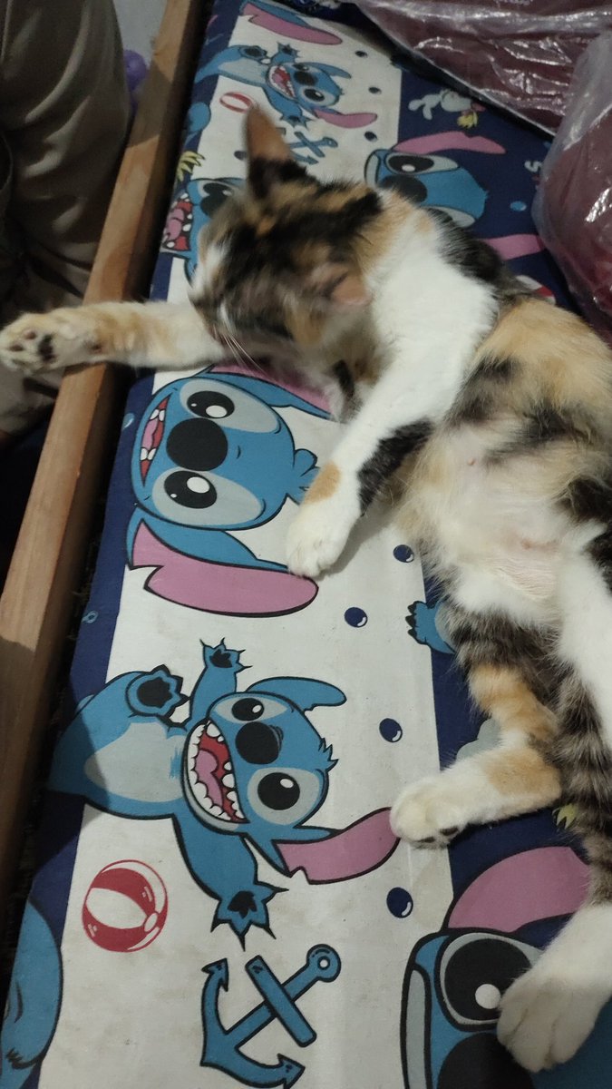 PythonRambut's tweet photo. @tanyakanrl @palettefm_bot https://t.co/9mSEPyVG1f