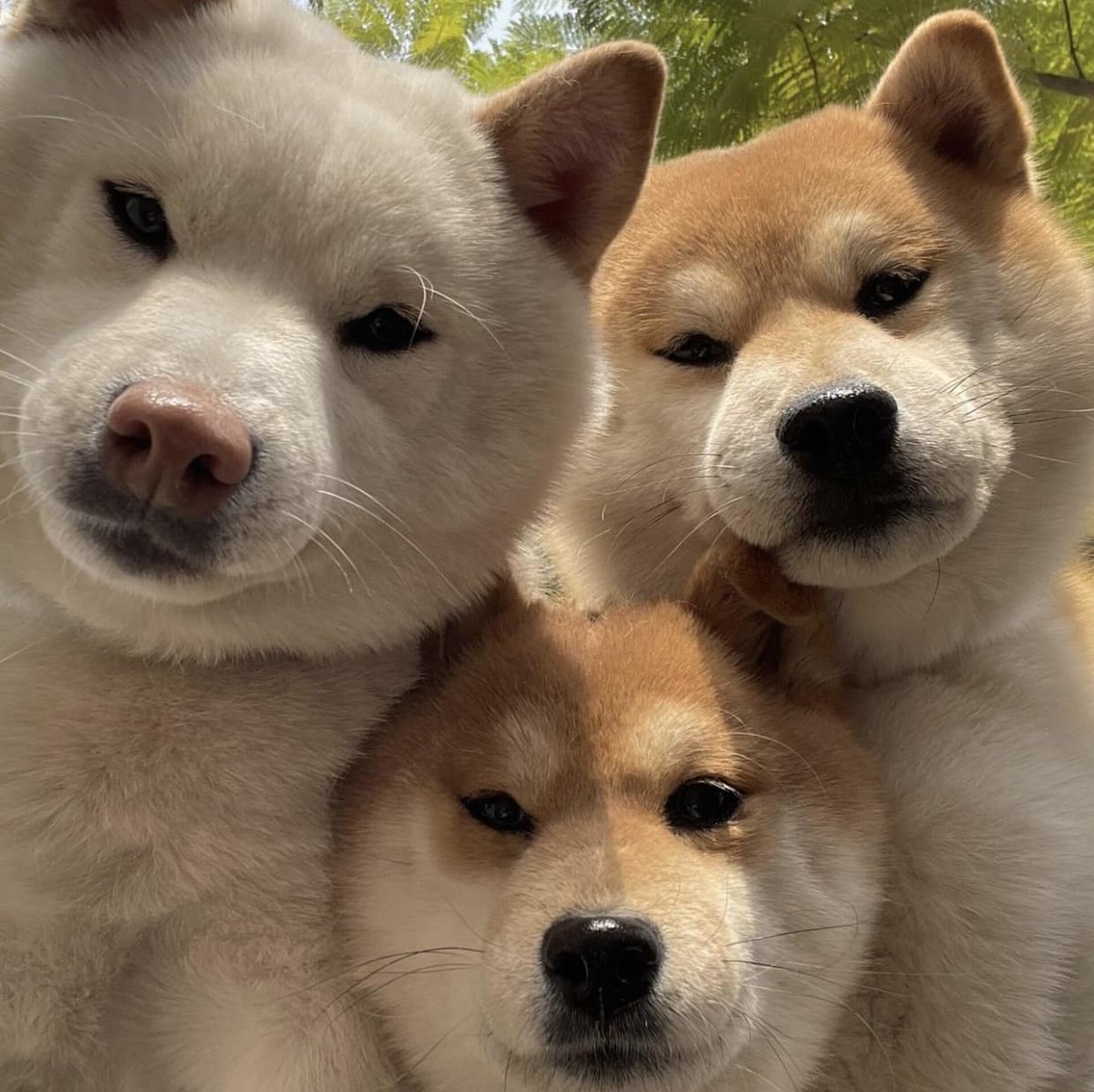 Doge Pound 🐶 tweet media