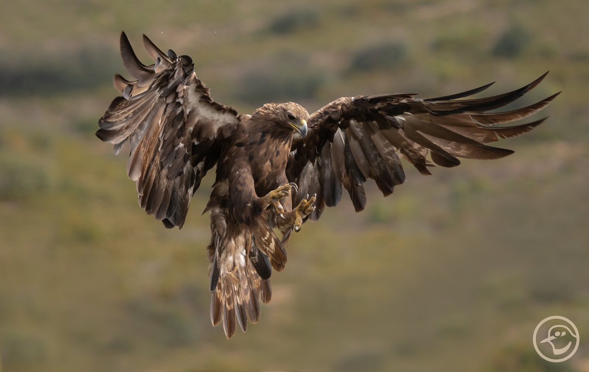 La reina indiscutible en Alcublas, Valencia.
Águila real - Golden Eagle (Aquila chrysaetos)

#visitnatura #raptors #birdphotography #birdphoto #hidephotography #birdinginvalencia #phototravel #alcublas <a href="/VisitNatura/">Visit Natura</a> <a href="/AlcublasT/">Alcublas Turismo</a> <a href="/valenciaturisme/">valenciaturisme</a> <a href="/GVAparcs/">GVA Parcs Naturals</a> <a href="/CvGuias/">Guías de Birding CV</a> <a href="/SwarovskiOptik/">SWAROVSKI OPTIK</a>