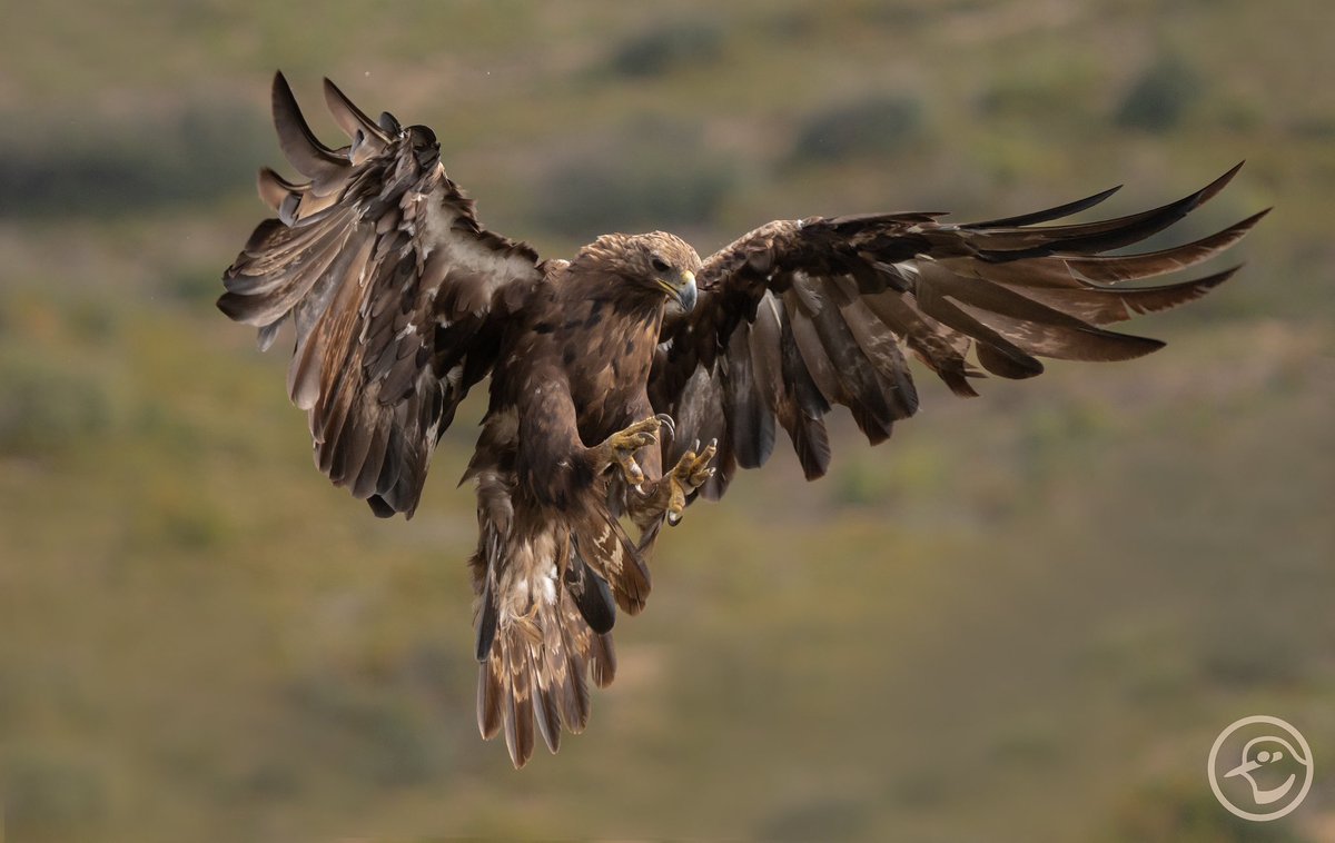 La reina indiscutible en Alcublas, Valencia. Águila real - Golden Eagle (Aquila chrysaetos) #visitnatura #raptors #birdphotography #birdphoto #hidephotography #birdinginvalencia #phototravel #alcublas @VisitNatura @AlcublasT @valenciaturisme @GVAparcs @CvGuias @SwarovskiOptik