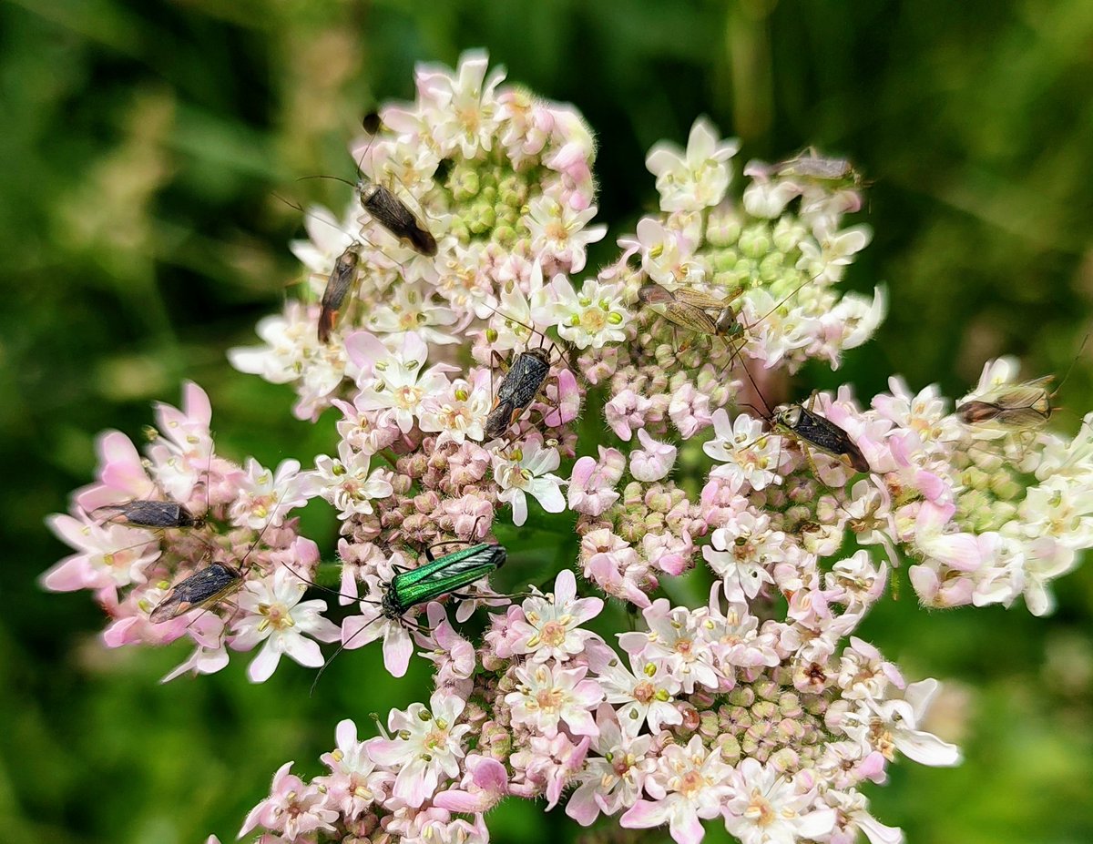 Is it just me, or is Closterotomus trivialis super abundant in London this year ?
