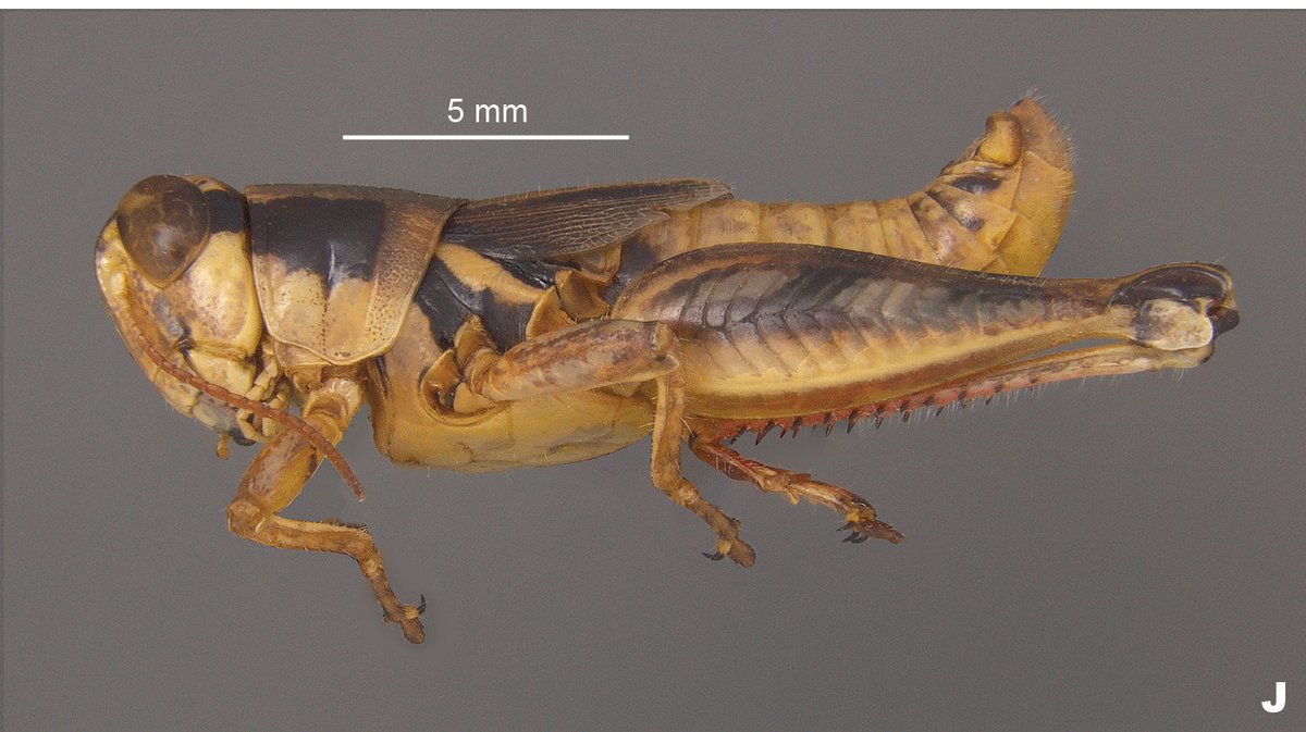 MSU CALS/MAFES (@msu_ag) on Twitter photo Meet Nelson's Pouncer, a newly found grasshopper named after <a href="/WillieNelson/">Willie Nelson</a>. #MAFES scientist JoVonn Hill discovered seven new species of grasshopper in the heart of Texas. He named two after Texas musicians, Nelson and <a href="/jerryjeffwalker/">Jerry Jeff Walker</a>. Read more at zookeys.pensoft.net/article/104047/ Meet Nelson's Pouncer, a newly found grasshopper named after <a href="/WillieNelson/">Willie Nelson</a>. #MAFES scientist JoVonn Hill discovered seven new species of grasshopper in the heart of Texas. He named two after Texas musicians, Nelson and <a href="/jerryjeffwalker/">Jerry Jeff Walker</a>. Read more at zookeys.pensoft.net/article/104047/