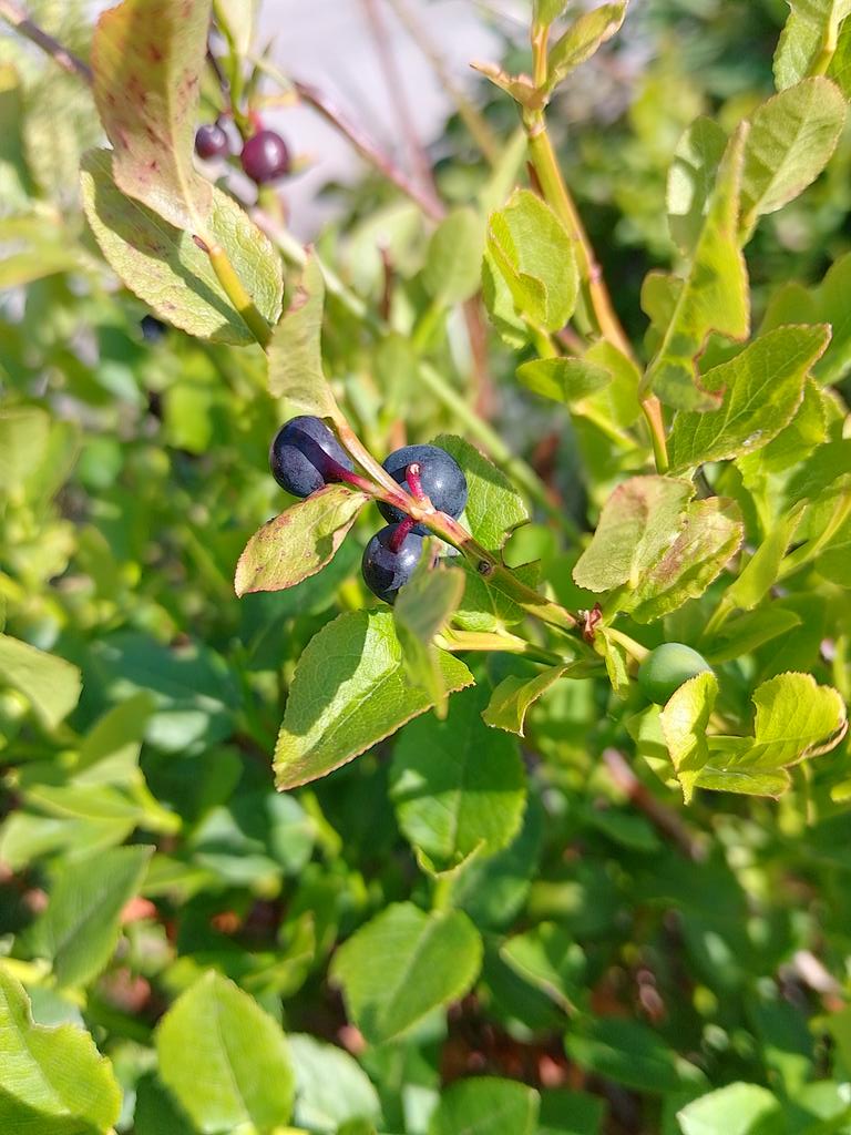 Bilberry Picking Season has arrived again