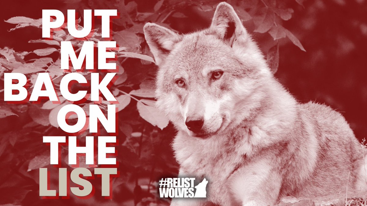 .@POTUS @SecDebHaaland @Interior Today would be a great day to #RelistWolves #WorldEnvironmentalDay