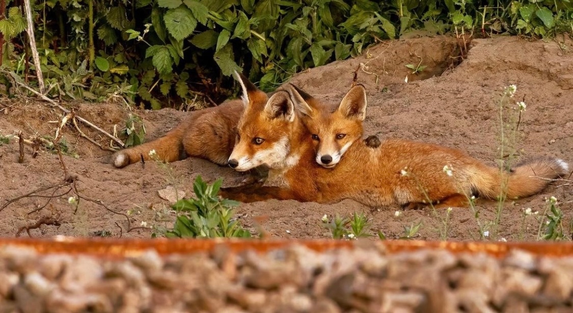 Siblings , photographed by @tombroxup_wildlife_uk on Instagram #FoxOfTheDay