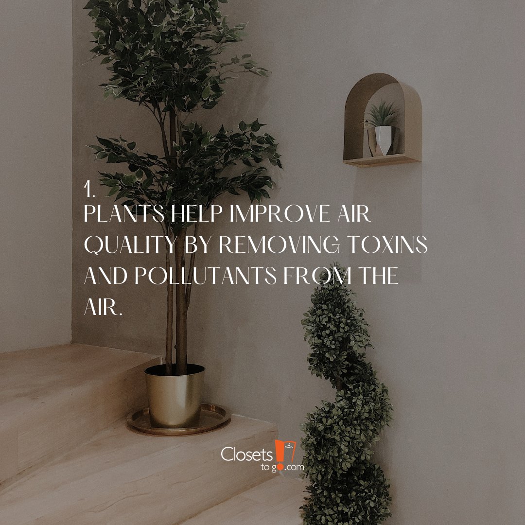 ClosetsToGo's tweet image. Plants are not only beautiful to look at, but they also offer numerous benefits to your space. Here are some reasons why using plants to decorate your space is a great idea! #ClosetsToGoTips #PlantDecor #HomeDecor #HomeDecoration