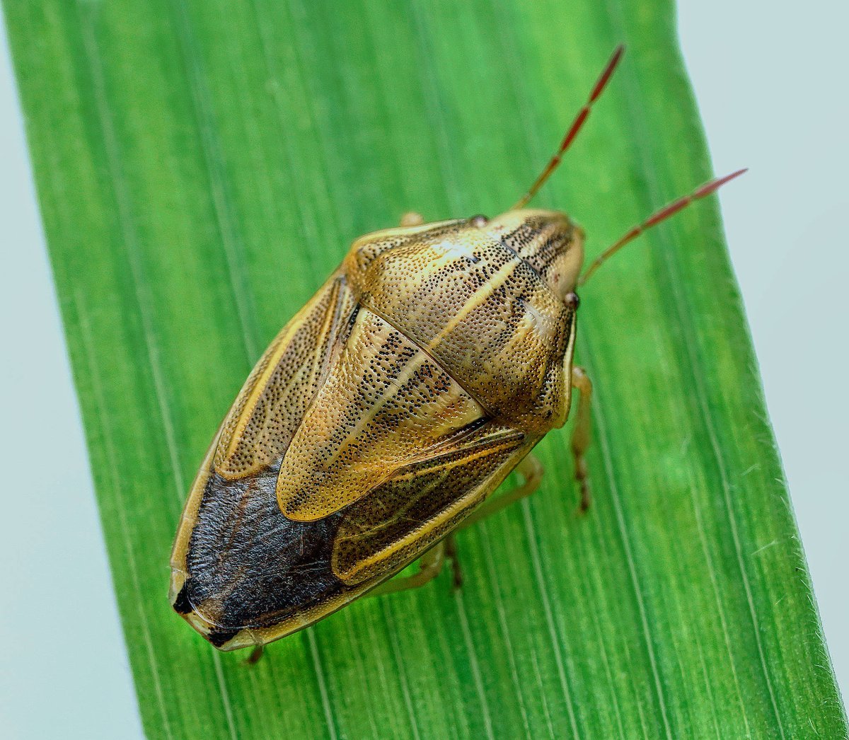 I've never seen as many Bishop's Mitre Shieldbug, Aelia acuminata, in #VC55 as I have this year. 
#Bugs #Hemiptera #macro