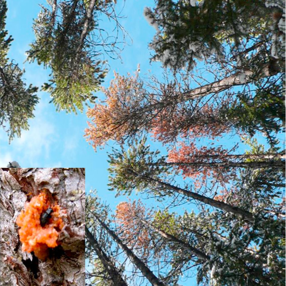 How to beat a bark beetle in a bar fight? Tough times ahead for dominant plants when faced with rapid climate warming. See our new review with <a href="/BallareCL/">Carlos Ballare</a> in <a href="/CurrentBiology/">Current Biology</a> authors.elsevier.com/a/1hCG53QW8S2Q… as part of a special issue on Plant Interactions cell.com/issue/S0960-98…