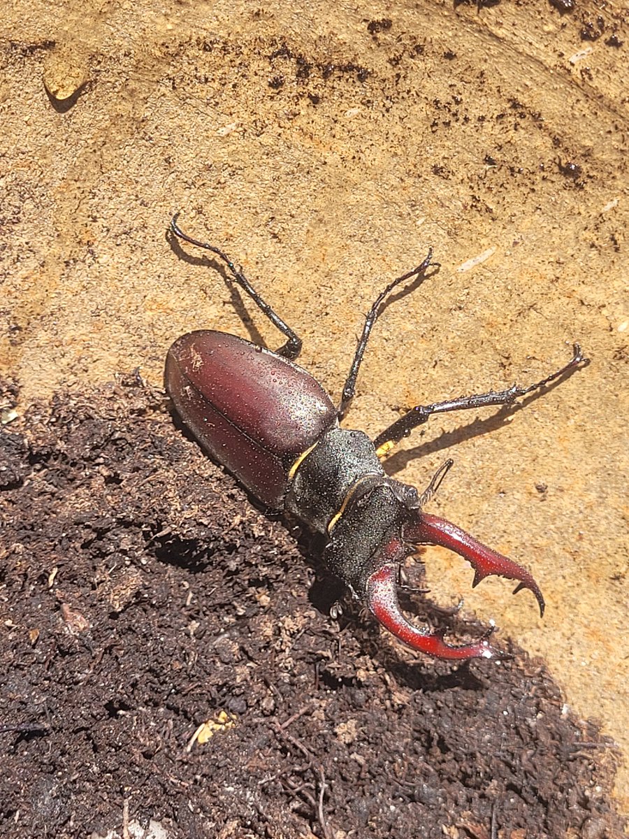 I love this time of year when all the stag beetles are waking up! Found this guy chilling in my flower pot! 😊💚🪳 @PTES 
#StagBeetle #Nature #Wildlife