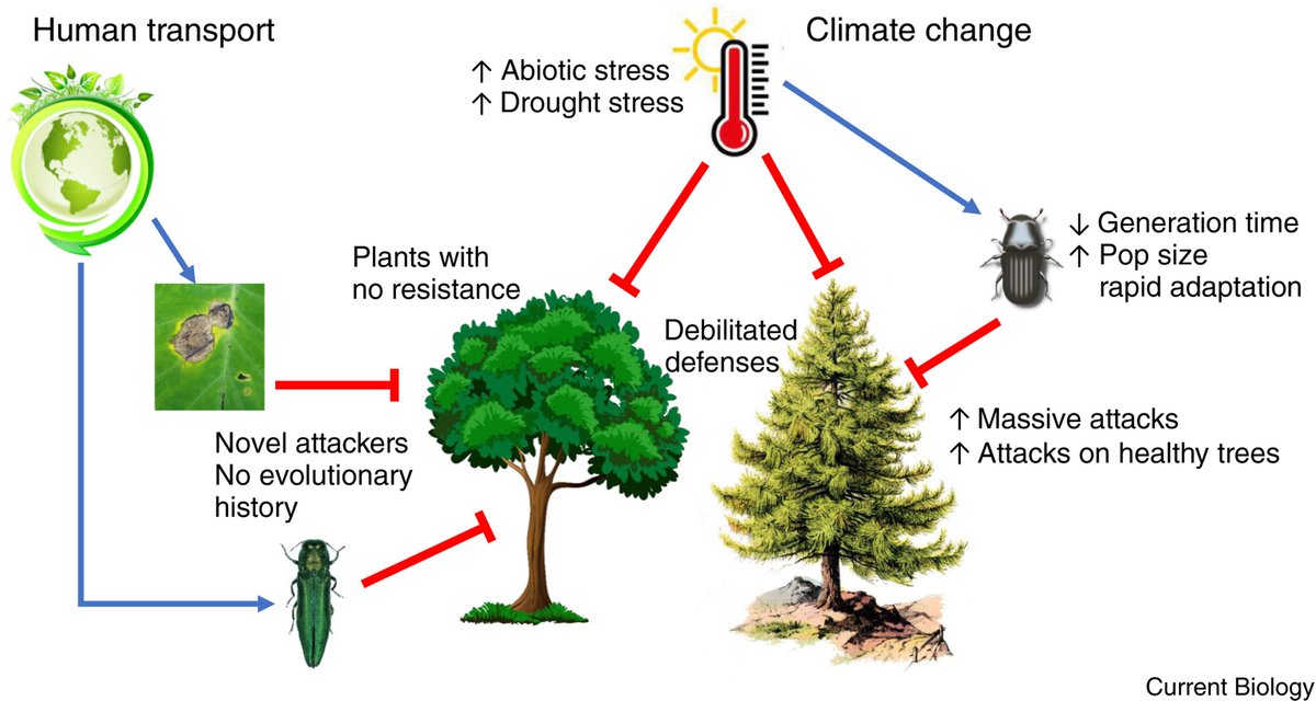 Plant-consumer interactions in times of rapid global change. Our recent review in the “Plant Interactions” special issue of <a href="/CurrentBiology/">Current Biology</a> with <a href="/amytaustin/">Amy Austin</a> authors.elsevier.com/a/1hCG53QW8S2Q…