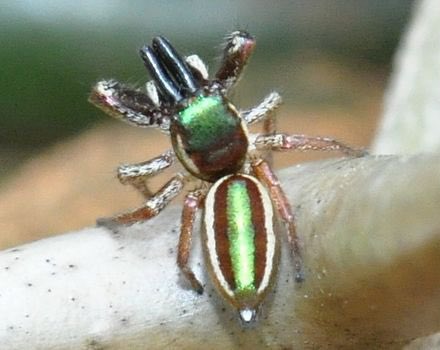 _JEDaly's tweet photo. @beccajoylandon @andyextance @BCfmRadio For those who are curious about the vampire Einstein tile and the (mostly) vegetarian Bagheera Kiplingi spider this is what they look like! https://t.co/Ya1HBcevoF