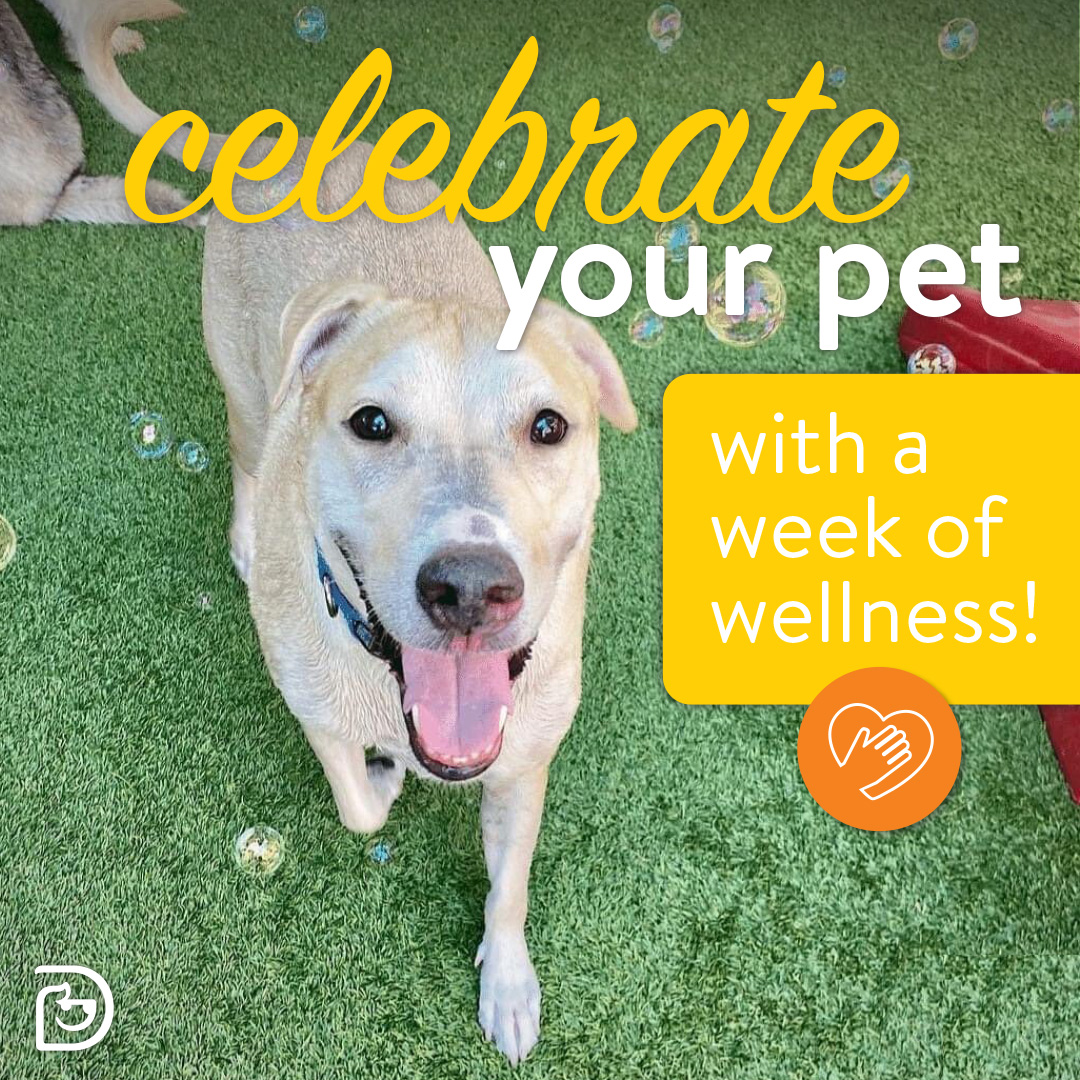 #PetAppreciationWeek calls for extra belly rubs & more time bonding with BFFFs (Best Furry Friends Forever) at daycare! Give your pup a week of wellness to show how much you care. From fun activities at daycare to #DogSpa treatments, make this week all about celebrating them. 🐶