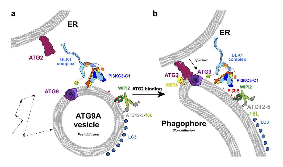 Journal of Cell Biology (@jcellbiol) on Twitter photo Spotlight: Cook and <a href="/TheHurleyLab/">Hurley Lab</a> <a href="/berkeleyMCB/">UC Berkeley MCB</a> preview two related studies (<a href="/tjolivas/">Taryn Olivas</a> et al. bit.ly/3LBlFg4 & <a href="/DavidGBroadbent/">David Broadbent</a> et al. bit.ly/41NBx4C), examining the role of ATG9A in autophagosome biogenesis in mammalian cells bit.ly/3MOXmuo
#autophagy Spotlight: Cook and <a href="/TheHurleyLab/">Hurley Lab</a> <a href="/berkeleyMCB/">UC Berkeley MCB</a> preview two related studies (<a href="/tjolivas/">Taryn Olivas</a> et al. bit.ly/3LBlFg4 & <a href="/DavidGBroadbent/">David Broadbent</a> et al. bit.ly/41NBx4C), examining the role of ATG9A in autophagosome biogenesis in mammalian cells bit.ly/3MOXmuo
#autophagy