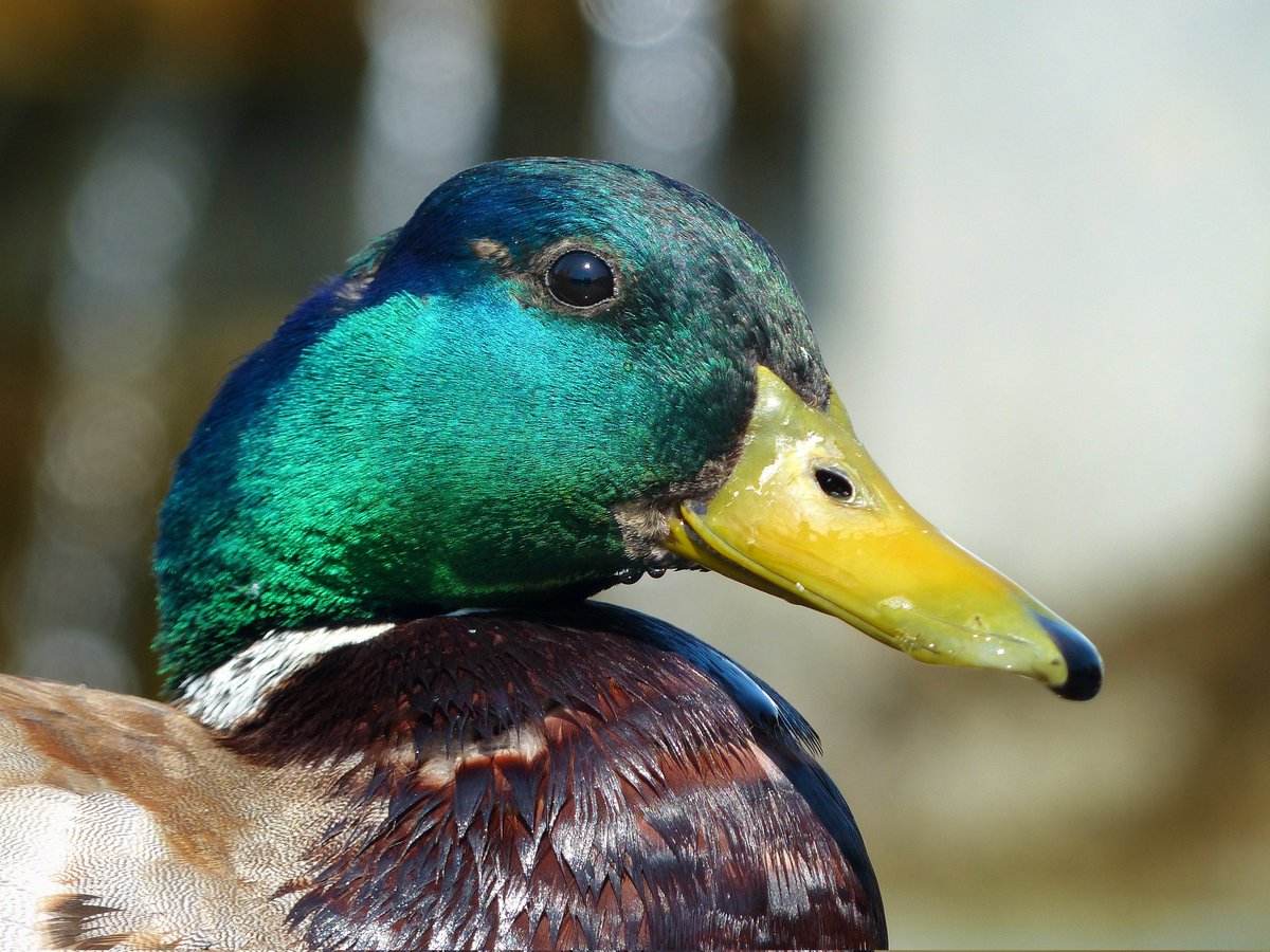 CG0386's tweet photo. Ente am Berliner Fernsehturm

#Berlin #Germany #Deutschland #Duck #Ente #fotografie #ephotography #Nature #birds #Natur #vögel https://t.co/J158x5dnv4