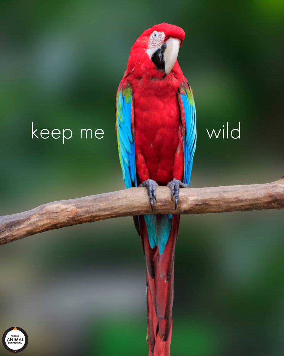 Parrots are wild animals. Not pets. 🦜

Please don't purchase one.