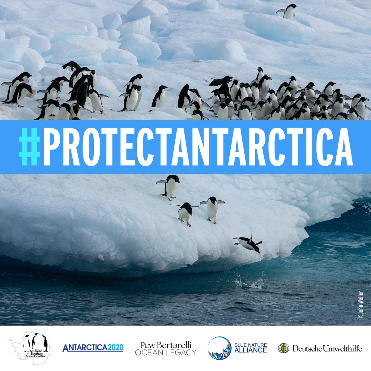 AntarcticaSouth's tweet photo. At key Antarctic meetings this month countries at the #ATCM &amp; #CCAMLR can put in a plan of action on land &amp; sea that protects wildlife &amp; their habitats in the face of accelerating #ClimateChange.

Join us on the #Road2CCAMLR #ProtectAntarctica 🇦🇶: https://t.co/WTWNwp6YJ9 https://t.co/iAtzr3qEHV