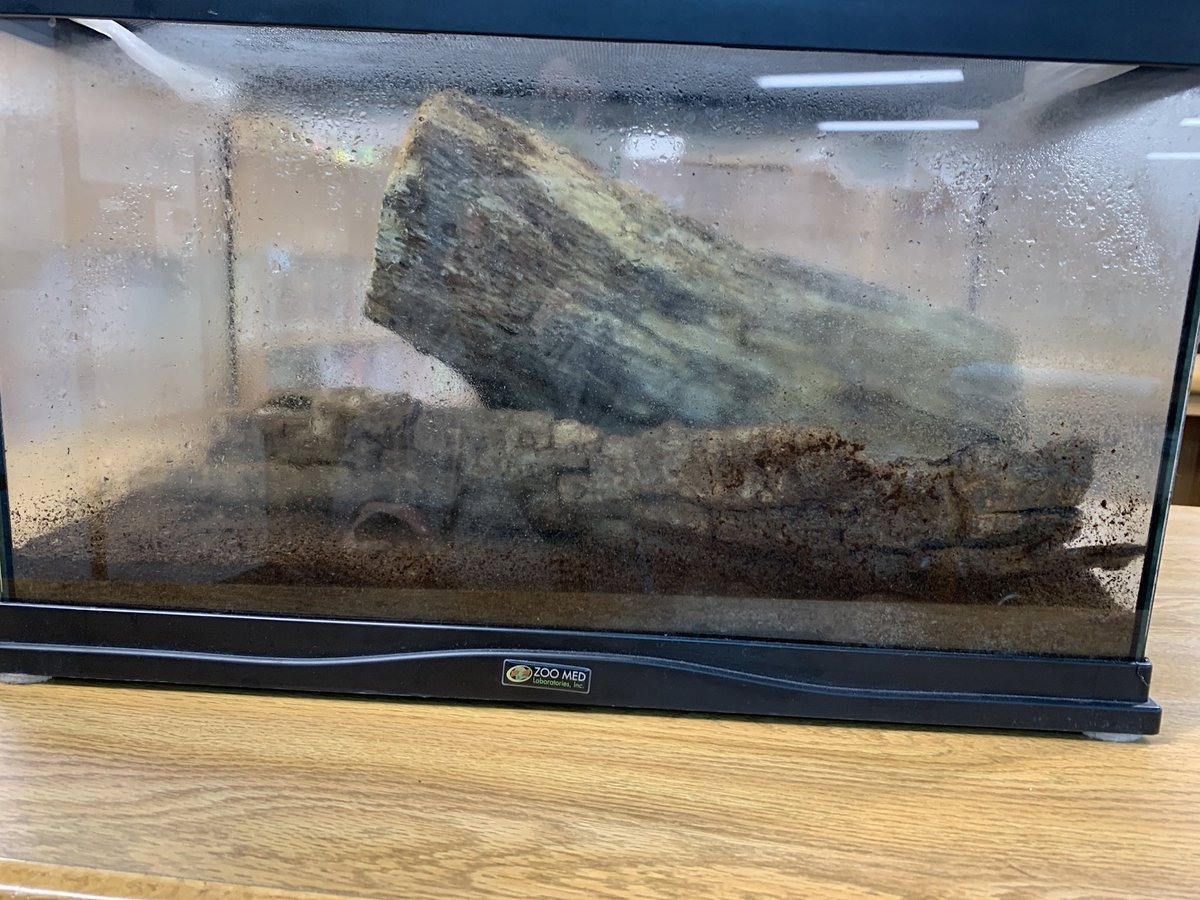 carolynvibbert's tweet image. Thank you for the log @BristowRunReads !! My beetles will be glad for a different flavor. #PWCSLibraries