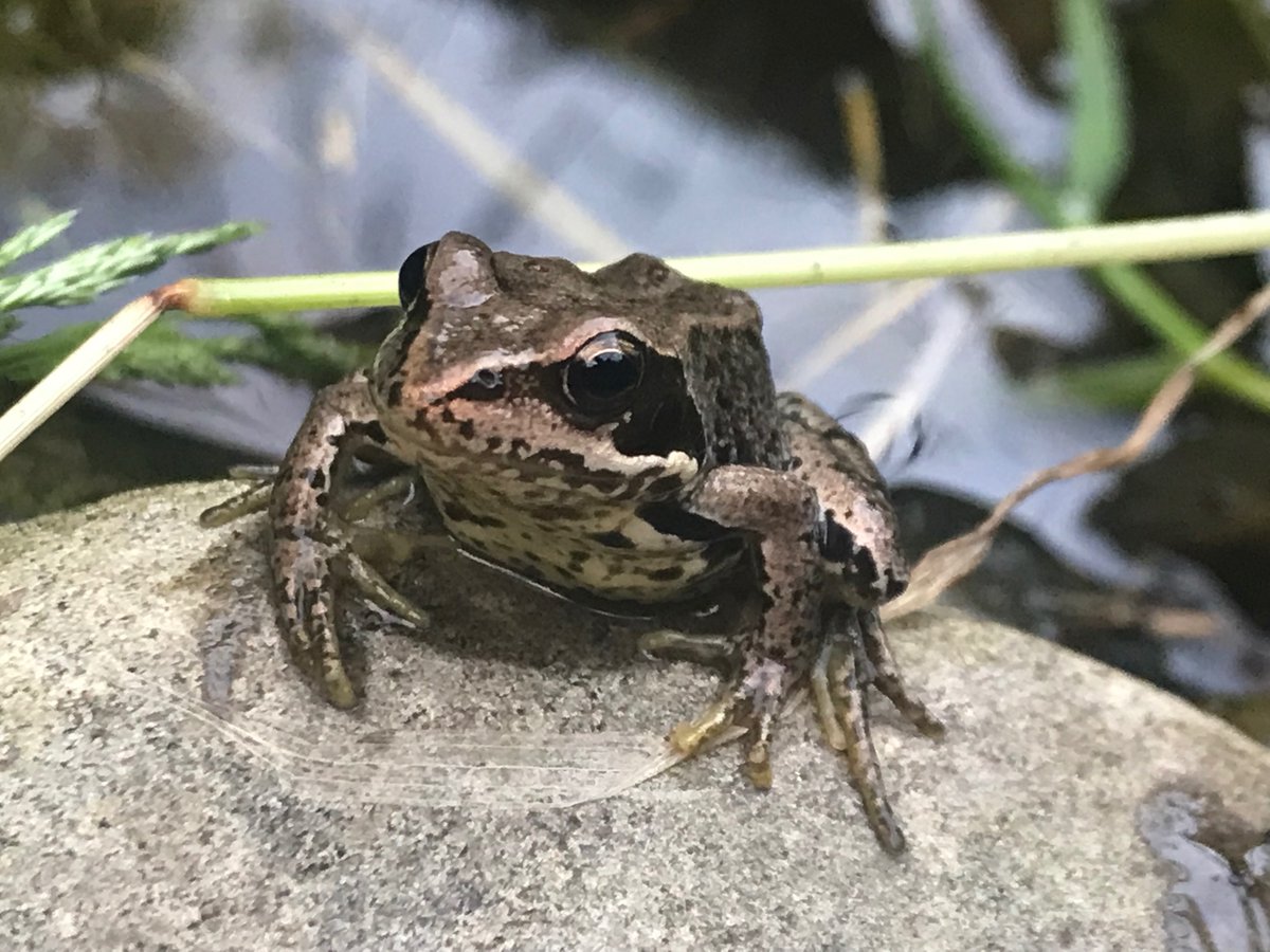 Joining @SteveBraceGeog’s #BackGardenPic this evening…