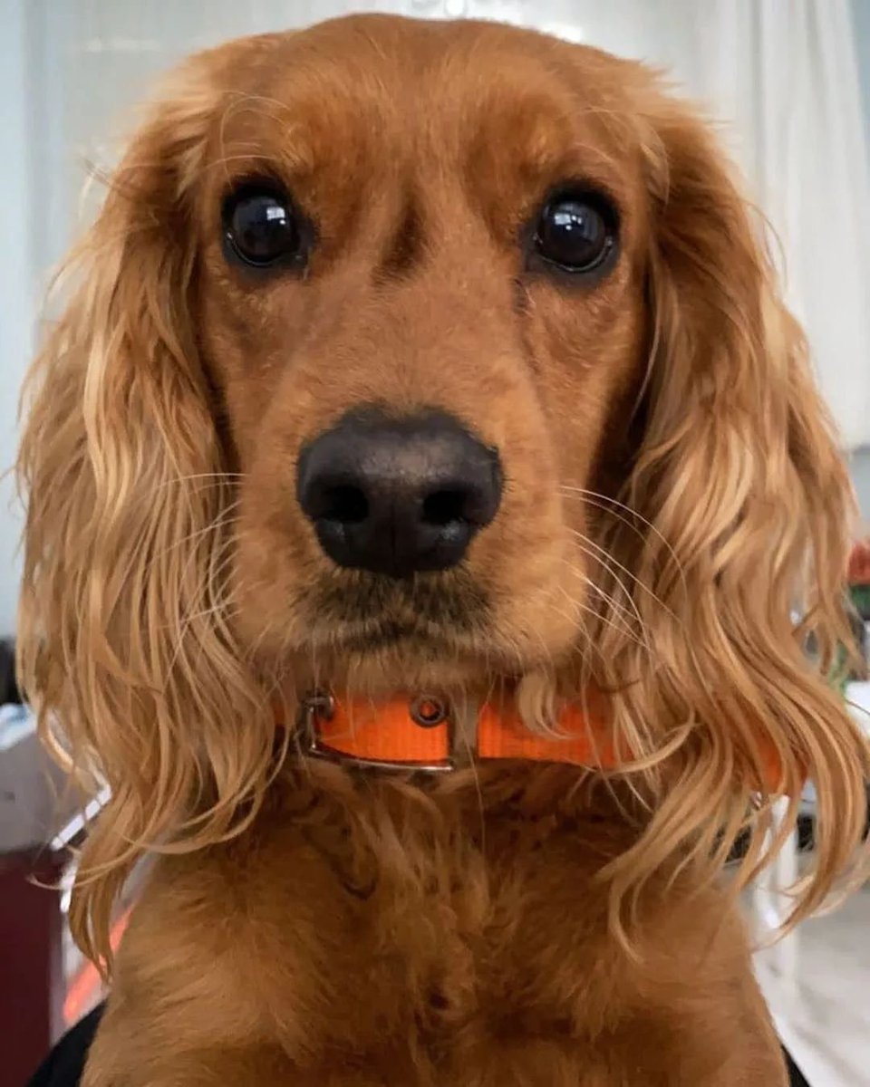 zllktlr's tweet photo. "KAYIP KÖPEK ARANIYOR 
ÇEŞME ALAÇATI
5416328881 https://t.co/pXbaQ6z11A https://t.co/gaqK25tKrh
