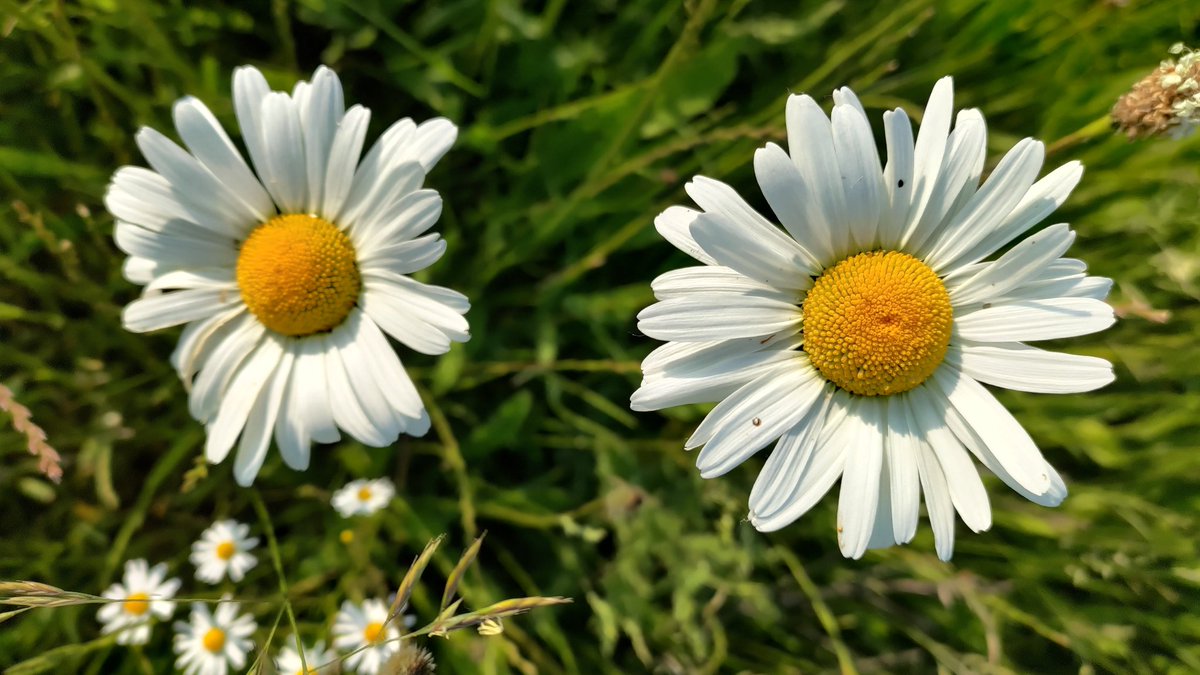 Zou het al zomer zijn in Westrem? #westrem #vrtweer #weerfoto
Dries Schuddinck
19u01