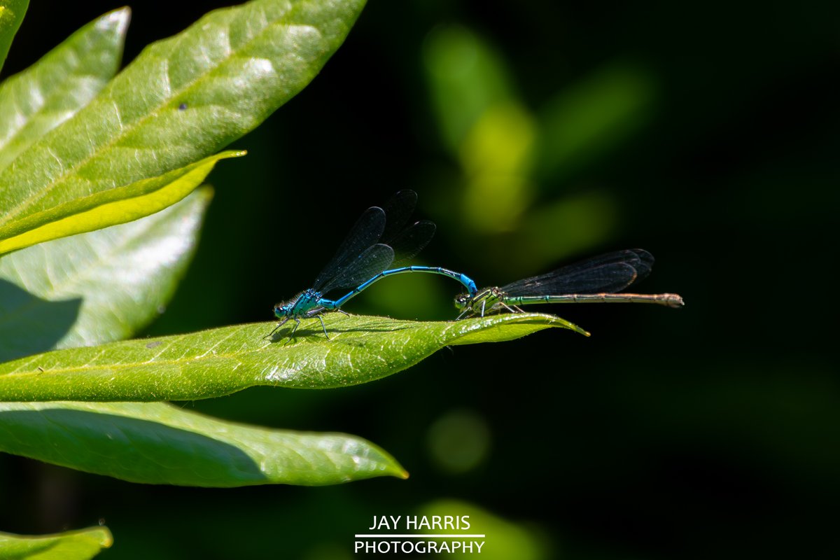 JayHarrisPhoto1's tweet image. 𝔻𝔸𝕄𝕊𝔼𝕃𝔽𝕃𝕀𝔼𝕊 𝚊𝚗𝚍 𝔻ℝ𝔸𝔾𝕆ℕ𝔽𝕃𝕀𝔼𝕊
#nature #naturephotography #damselfly #dragonfly #wildlife #wildlifephotgraphy #insects #insectsphotography