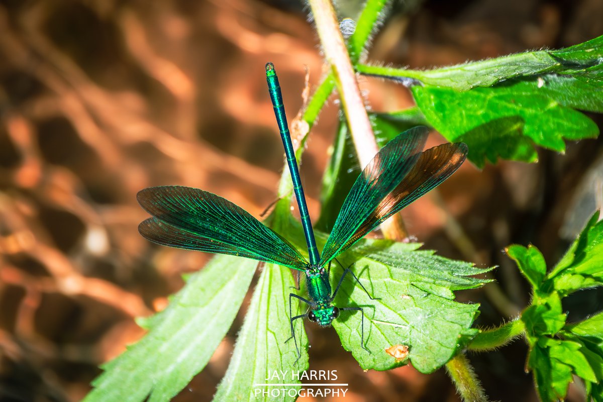 JayHarrisPhoto1's tweet image. 𝔻𝔸𝕄𝕊𝔼𝕃𝔽𝕃𝕀𝔼𝕊 𝚊𝚗𝚍 𝔻ℝ𝔸𝔾𝕆ℕ𝔽𝕃𝕀𝔼𝕊
#nature #naturephotography #damselfly #dragonfly #wildlife #wildlifephotgraphy #insects #insectsphotography