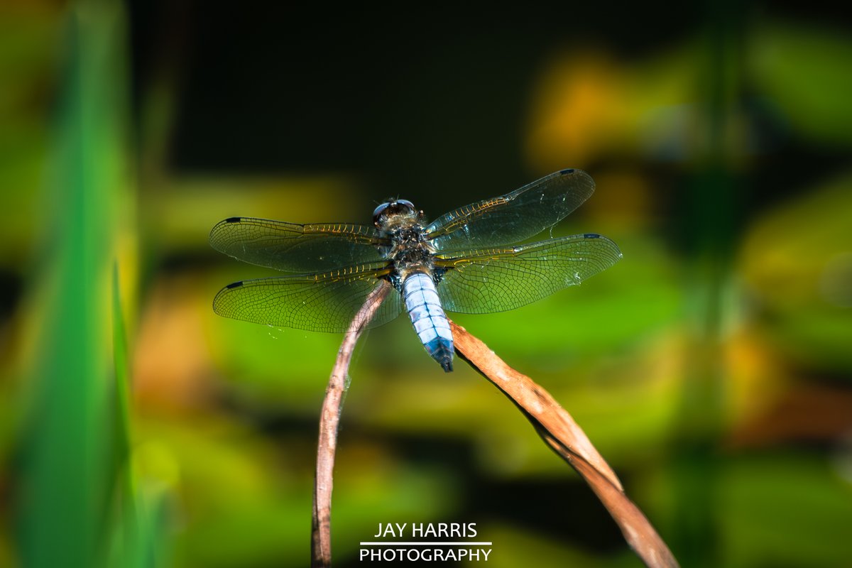 JayHarrisPhoto1's tweet image. 𝔻𝔸𝕄𝕊𝔼𝕃𝔽𝕃𝕀𝔼𝕊 𝚊𝚗𝚍 𝔻ℝ𝔸𝔾𝕆ℕ𝔽𝕃𝕀𝔼𝕊
#nature #naturephotography #damselfly #dragonfly #wildlife #wildlifephotgraphy #insects #insectsphotography