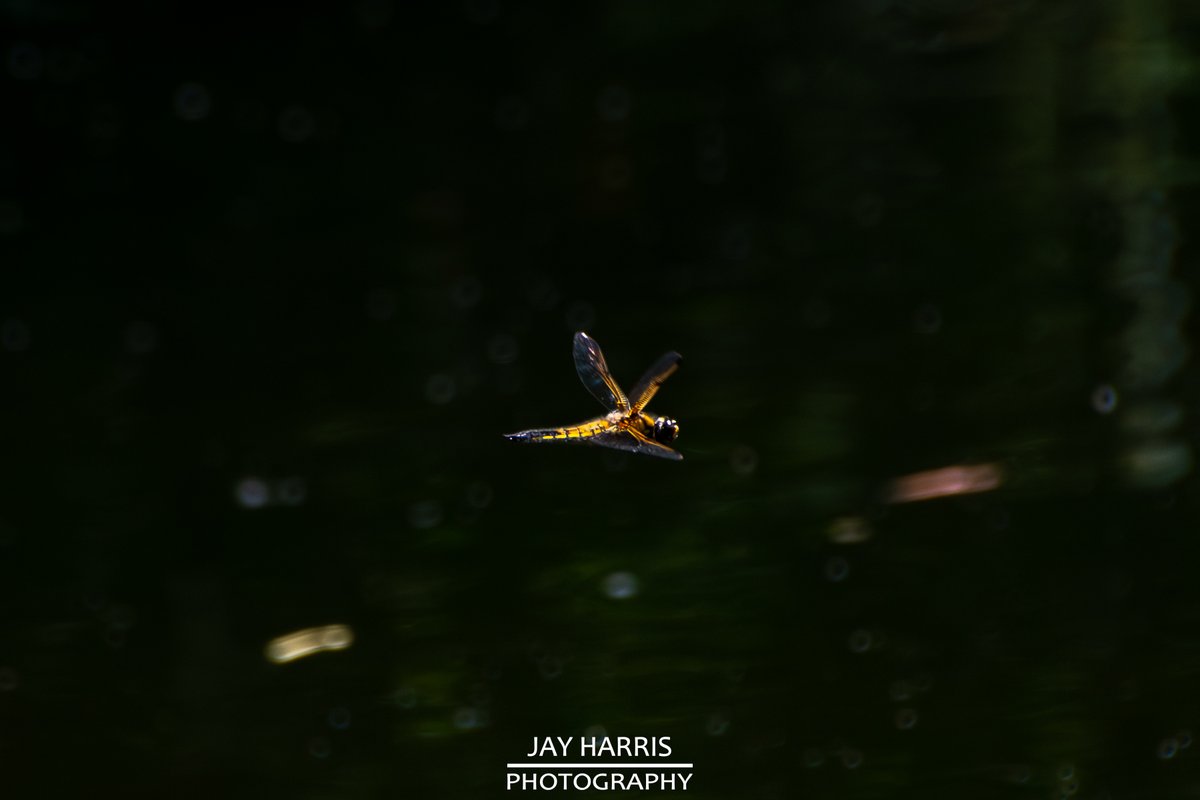 JayHarrisPhoto1's tweet image. 𝔻𝔸𝕄𝕊𝔼𝕃𝔽𝕃𝕀𝔼𝕊 𝚊𝚗𝚍 𝔻ℝ𝔸𝔾𝕆ℕ𝔽𝕃𝕀𝔼𝕊
#nature #naturephotography #damselfly #dragonfly #wildlife #wildlifephotgraphy #insects #insectsphotography