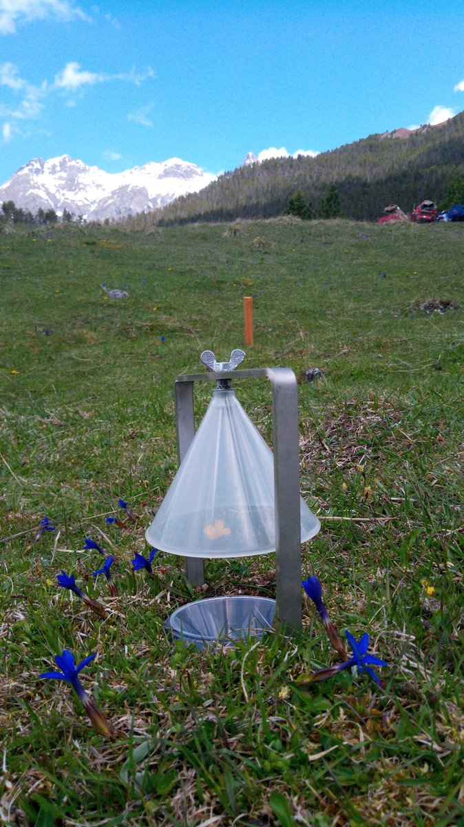 To all #InsectMonitoring scientists, I need your help! We are starting a small pilot study soon but are still unsure which solution to use in our pitfall traps. Ethylene glycol (EG), ethanol+EG, copper sulphate - what's best for DNA barcoding but has a low attractiveness to 🪲🪳?