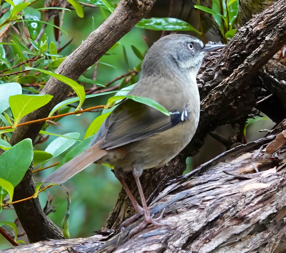 #FirstSeenAndHeard #FSAH 

Both first Seen & Heard: White-browed Scrubwren. South Gippsland, Australia

@birdemergency
#birdwatching #BirdTwitter #birdphotography #WildOz #bird #TwitterNatureCommunity #BirdsSeenIn2023 #SonyRX10iv