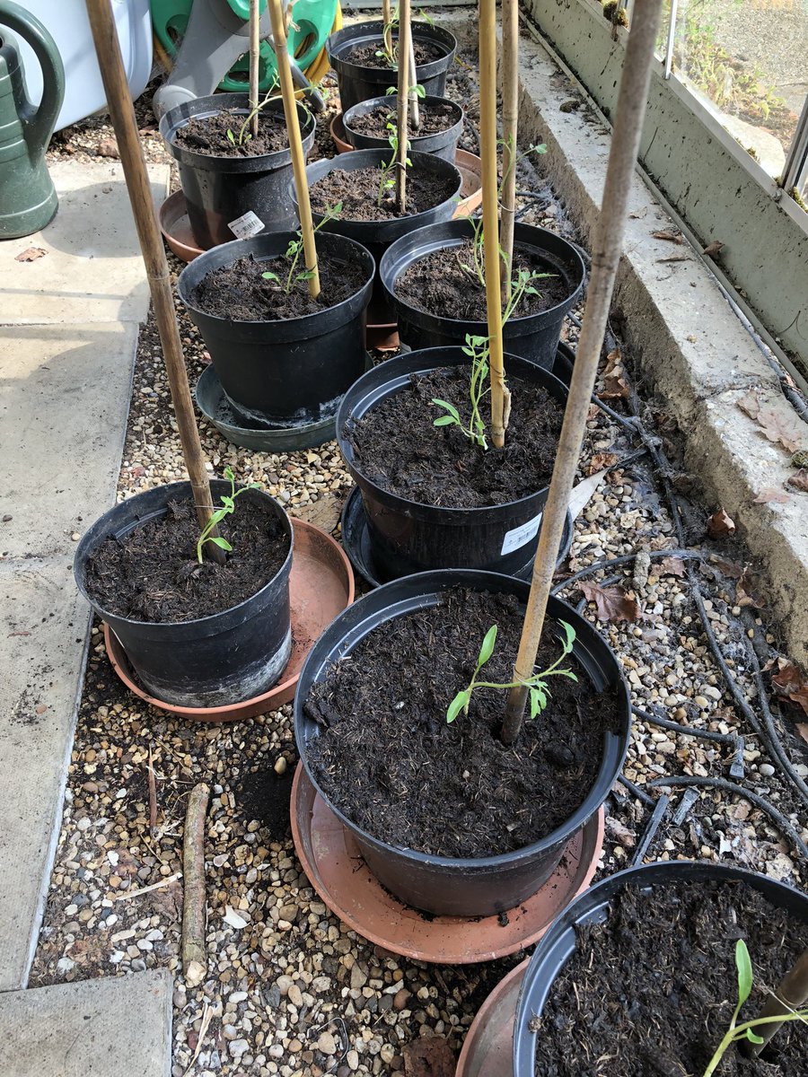 Day 5 #30dayswild a perfect evening after work spent repotting my tomato seedlings 🌱 🍅 @surreywildlifetrust @thewildlifetrusts