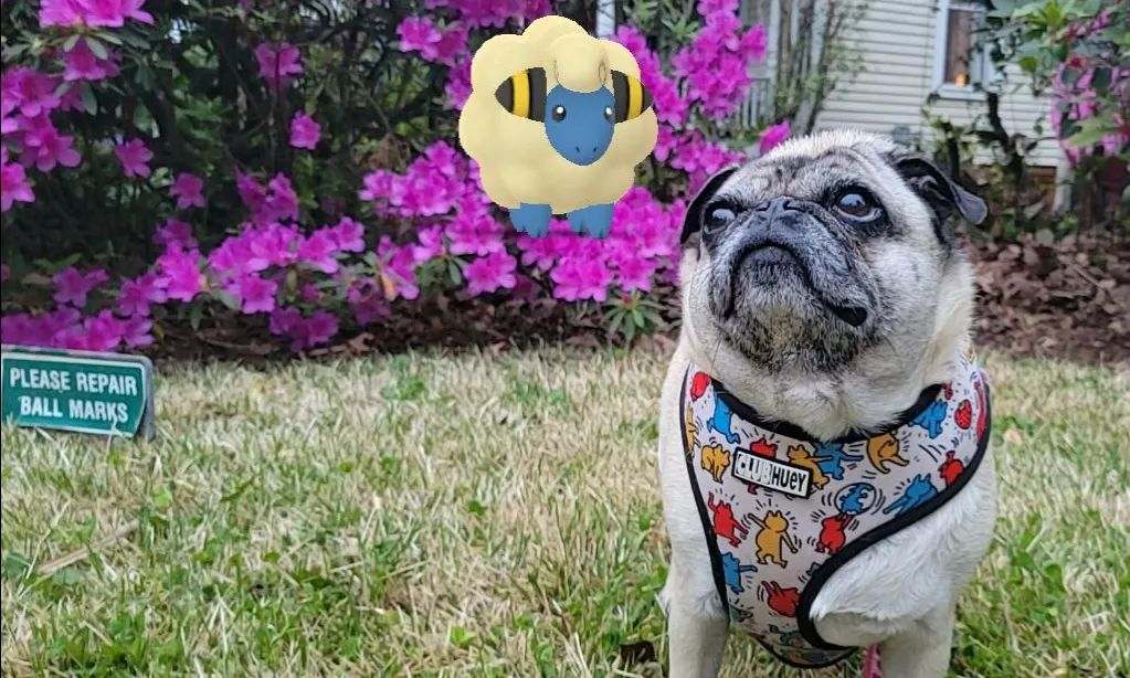 NathanJ21455532's tweet photo. 🔥🔥🔥🔥 #SeasonofGO #PokemonGOTour: #PokémonGO? #TeamMystic #GiftWithGO #GOSnapshot https://t.co/hv9twIrBEd