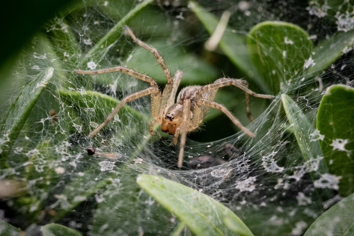 NCEJN's tweet photo. Hi y'all, 

Reminder that registration for Saturday's Spider Party closes tomorrow (Tuesday 6/6) at 11.30 pm! 

RSVP here for a fun Saturday filled with food, community, and #spiders! 

https://t.co/ZH7N4ZkeNo

#SpideySens-r https://t.co/K93zNvCG6E